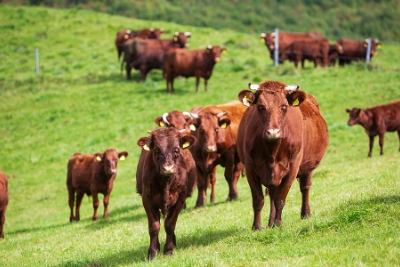 岩手短角和牛は、日本の和牛全体の1%にも満たない希少種