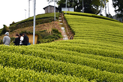 お茶の産地が違う