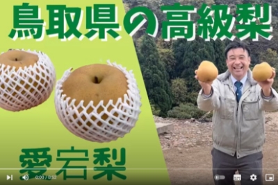 鳥取県産の梨