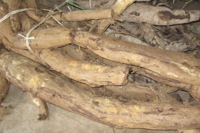 吉野本葛の原料となる植物「クズ」の根は冬に掘り取ります