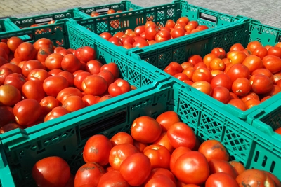 真っ赤になった完熟トマトは路地栽培。収穫作業は8月