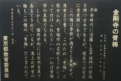 青梅の由来になった「誓いの梅」。金剛寺には由来が記されている