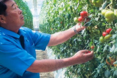 トマトを育てるハウスには 病害虫を防ぐ総合的管理技術を採用
