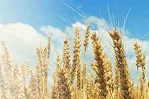 デュラム小麦のセモリナ１００％パスタを使用