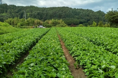 栽培環境のよい信州駒ヶ根に広がる、無農薬のごま畑