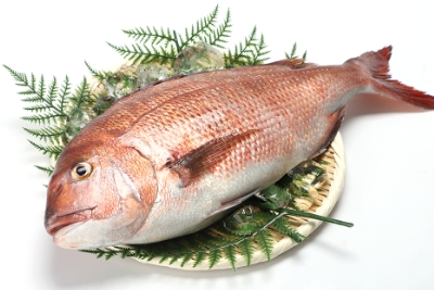 長崎の海で飼育した鯛は健康で病気が少なく、色鮮やかな桜色の魚体