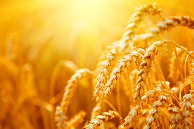 福岡県産小麦100%にこだわったオリジナルの小麦粉を使用