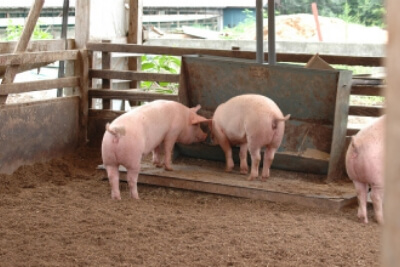 適切な飼養頭数でのびのび育てます