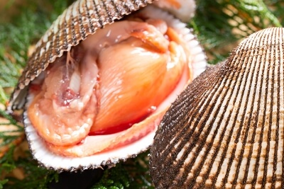 日本一の水揚げ量を誇る閖上の赤貝