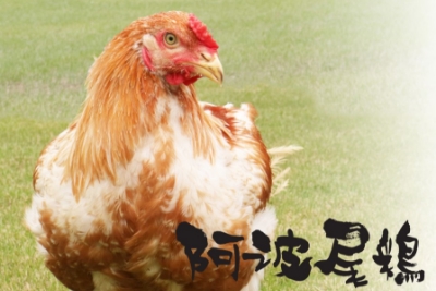 丹念に飼育された高級鶏肉として高付加価値商品を目標に生産