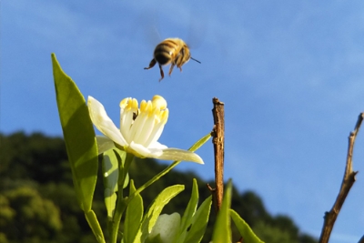半径２kmで活動するミツバチは、長期間蜜を集めることができます