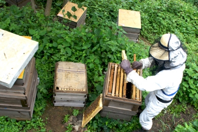 愛媛のものを中心に、味にこだわった良質な蜂蜜を生産