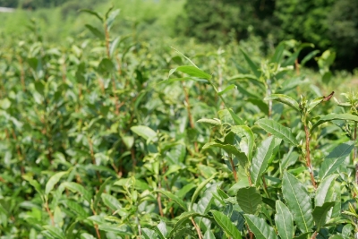 毎年7月ごろ、硬化した茶葉を枝ごと収穫
