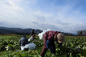 商品の原材料となる野菜は全て国産