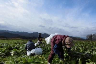 野菜の栽培から加工・販売まで、スタッフ一丸となって行っています。