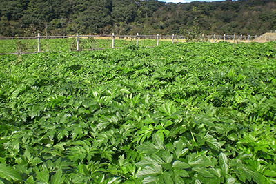 新鮮な明日葉を加工してあなたの元へ届けたい。