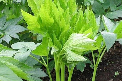 明日葉は栄養素が豊富