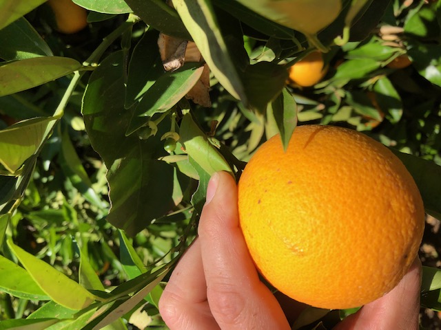 1. 素材本来の力を追求する手摘み。