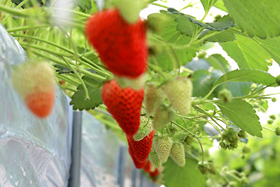 どんな食材もジェラートに加工！