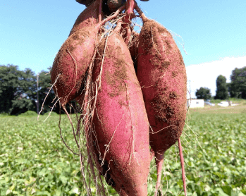 品質管理・焼き上げ