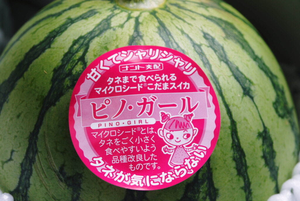 高糖度の次世代小玉スイカ