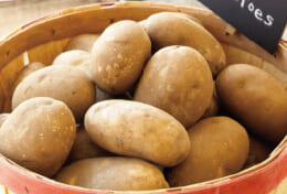 原料じゃがいもの品種