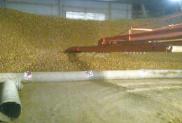 原料じゃがいもの収穫