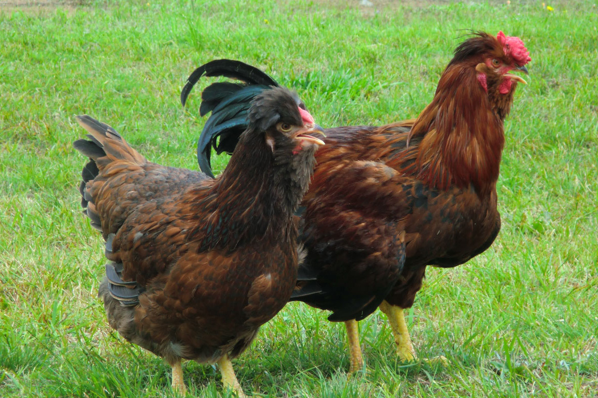 飼育から処理まで 大分県内。
