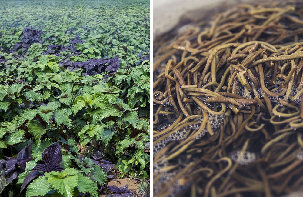 「野菜・山菜類」