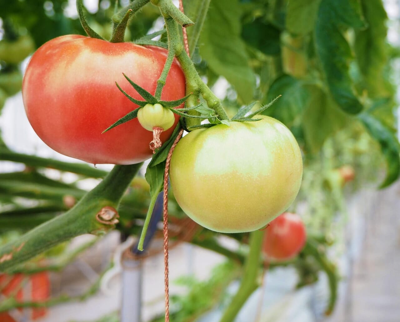生産者と消費者に「安心」を提供するクロップ(作物)生産事業