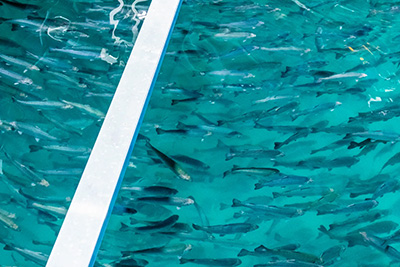 無薬・寄生虫フリーで安心