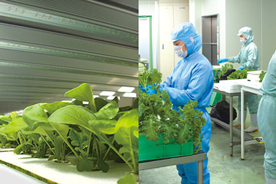 植物工場野菜