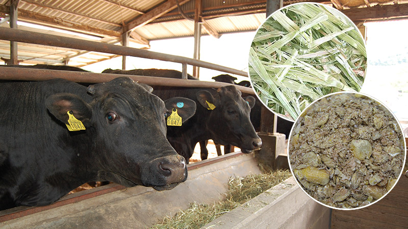 購買事業<BR>－優れた生産物資を供給しています－