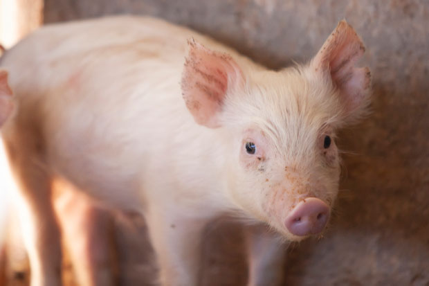 国産豚モモ肉を 100％使用