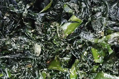 ワカメ・茎ワカメ（訳あり品メイン）