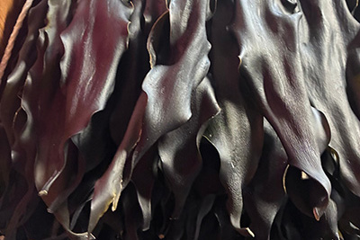 【業務用】利尻昆布　礼文島産(寝かし2年目)15kg