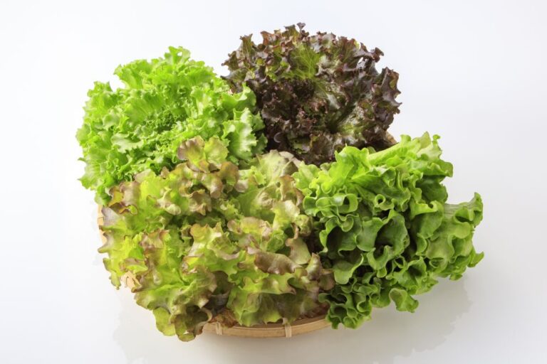 濃い色、濃い味、濃い感動。「ごちそうレタス」