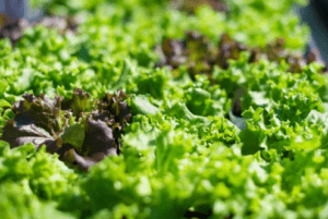 365日安定供給とオーダーメイド型農業