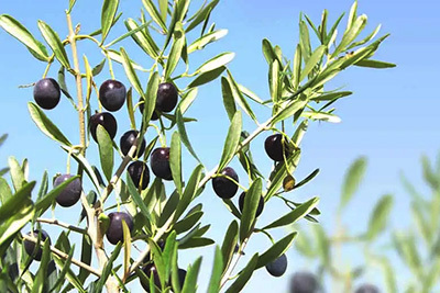 世界が認める品質