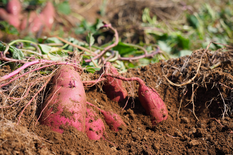 畑から食卓へ。「美味しさ」を届ける