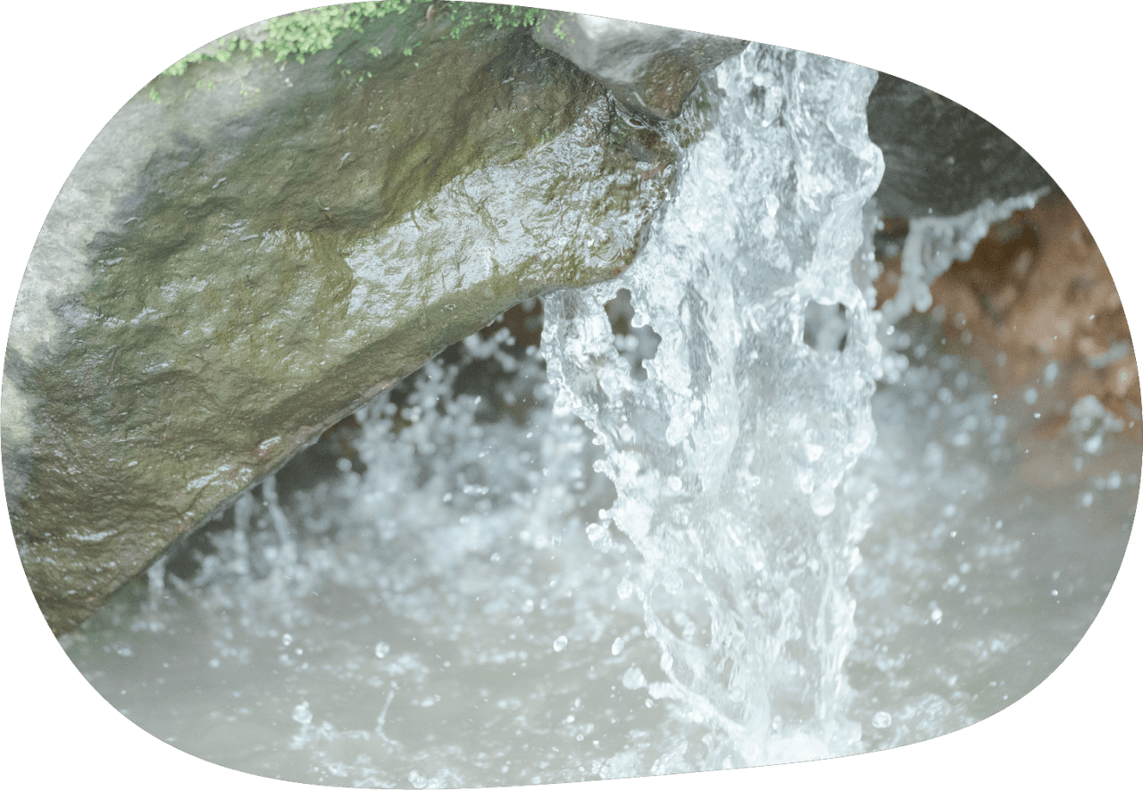 牛たちの飲む水