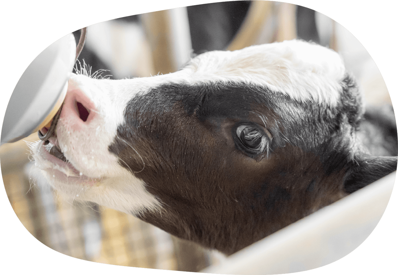 牛の健康のために