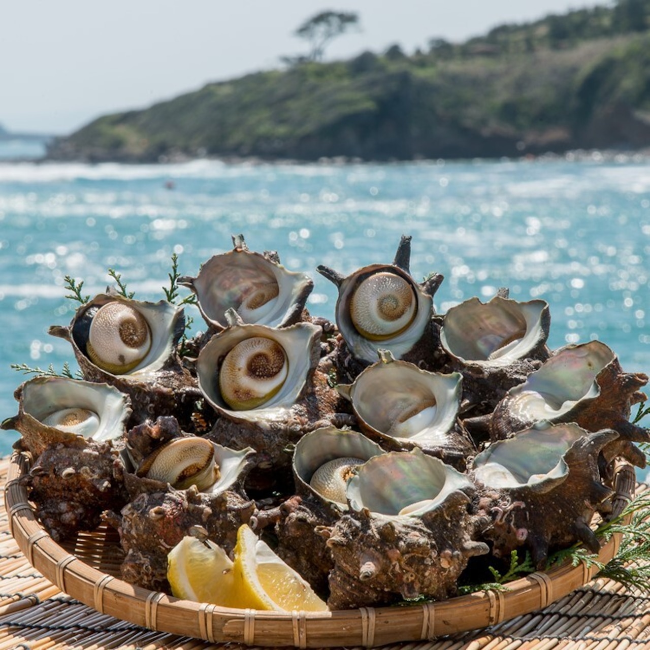 玄界灘で獲れた天然さざえ（つぼ焼／バーベキュー用：さざえ2.5㎏）