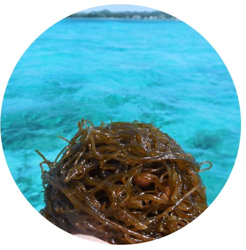 どんな料理にも合う万能食材