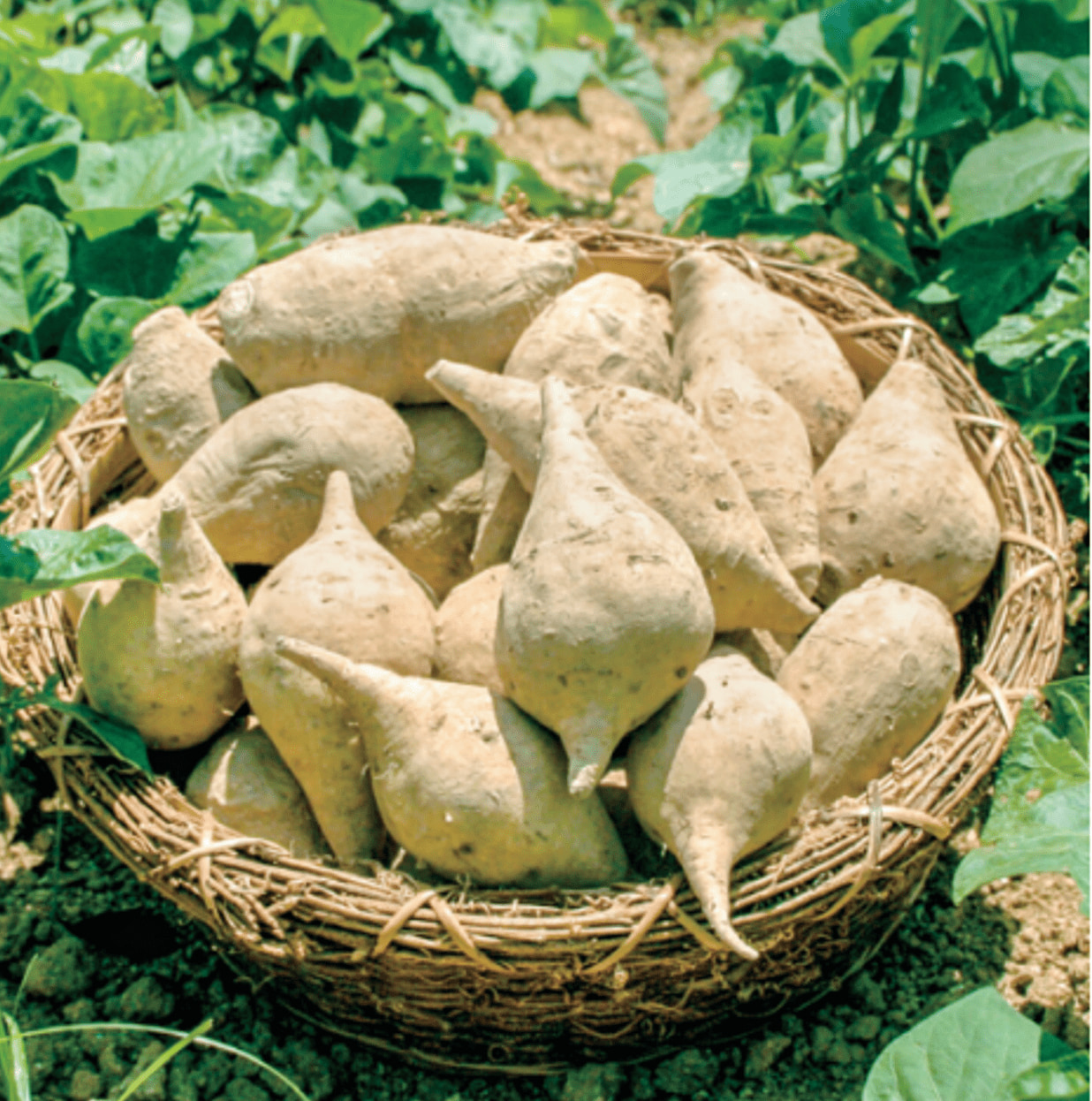 熟成七福芋　2ｋｇ、5ｋｇ