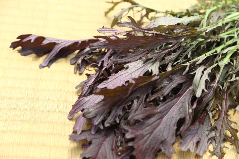 レッドカラシ水菜