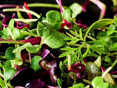 有機肥料づくりから始める栽培