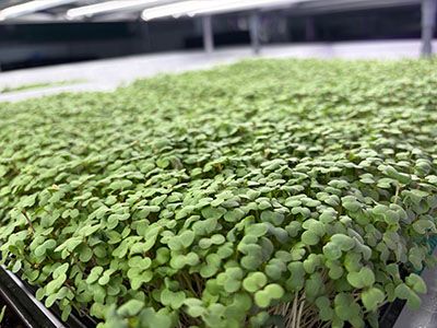 太陽ではつくれない光のレシピ