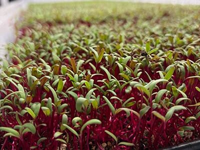 農薬を使わない選択