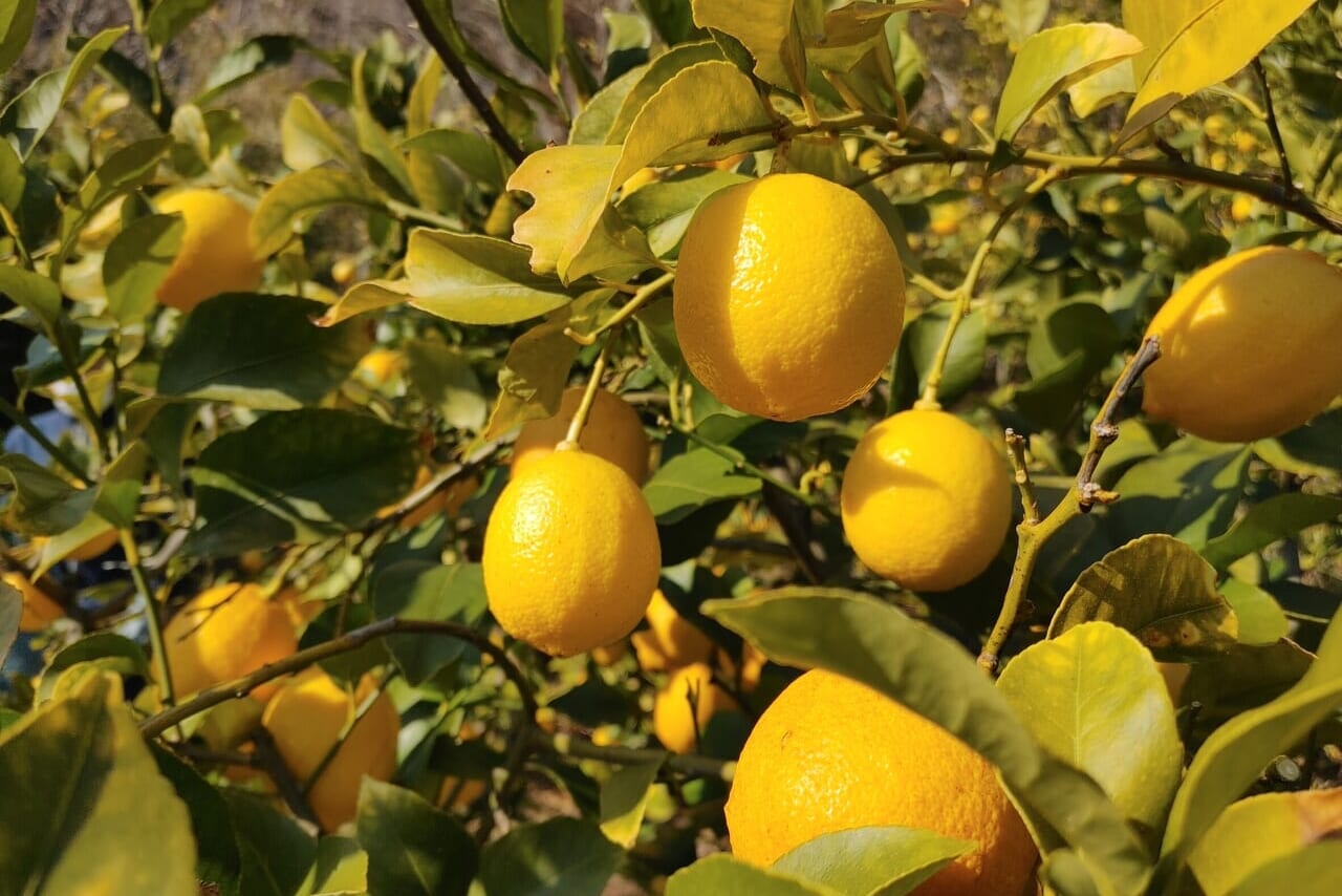 大崎上島産の瀬戸内レモン
